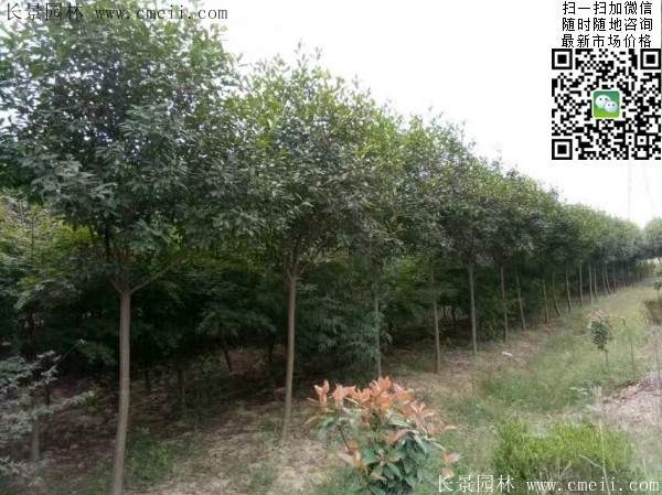 紅葉石楠樹(shù)--長(zhǎng)景園林 紅葉石楠樹(shù)--長(zhǎng)景園林