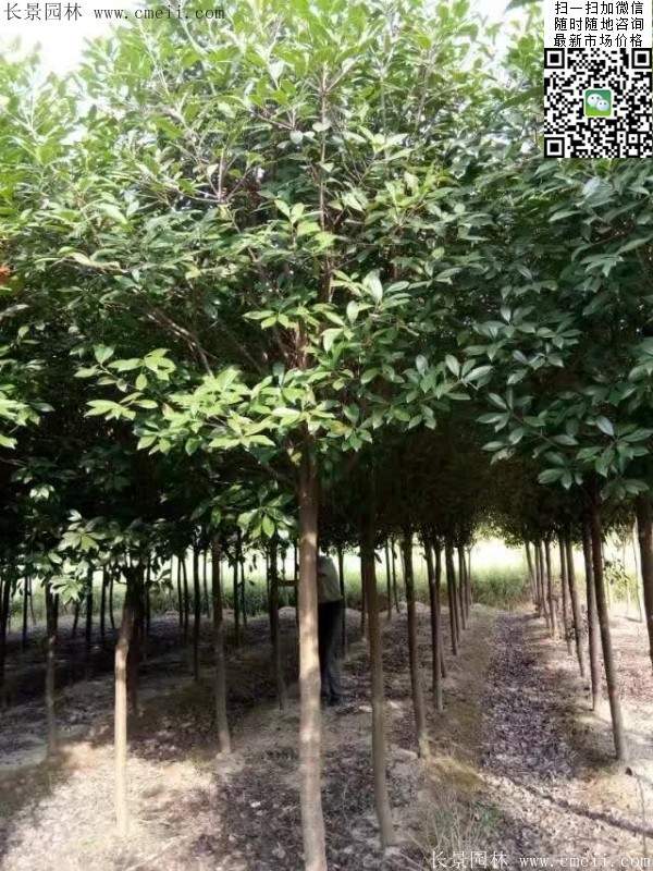 紅葉石楠樹(shù)--長(zhǎng)景園林 紅葉石楠樹(shù)--長(zhǎng)景園林