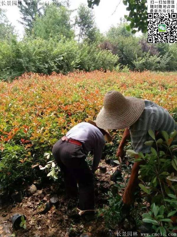 紅葉石楠--長(zhǎng)景園林 紅葉石楠--長(zhǎng)景園林