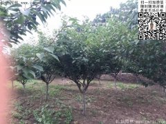 2016下半年最新最全櫻花樹苗價格已出，請更新