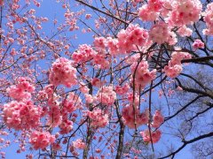櫻花的花語是什么，有什么寓意？