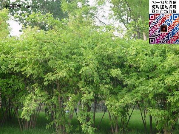 金銀木標(biāo)價(jià)表 金銀木標(biāo)價(jià)表