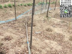 你還在為買櫸樹四處奔波嗎？那你就out了，告訴