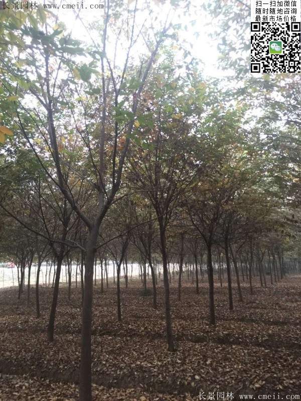 櫸樹種植 櫸樹種植