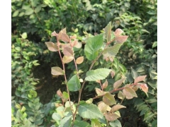 紅櫸與櫸樹有什么不同？
