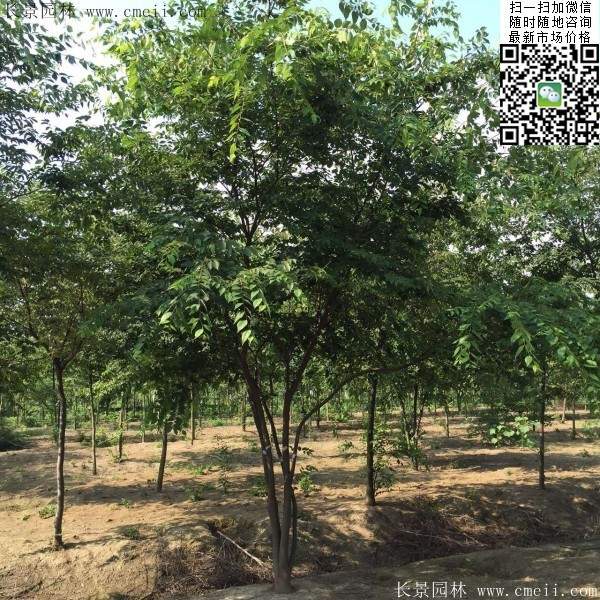 6-10公分胸徑的櫸樹價(jià)格 6-10公分胸徑的櫸樹價(jià)格