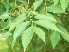 專家提醒：櫸樹和樸樹不是同一種樹嗎？