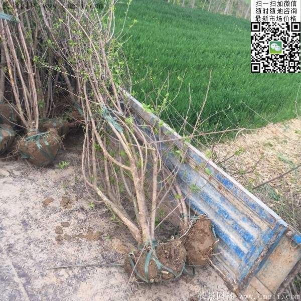 臘梅樹 臘梅樹