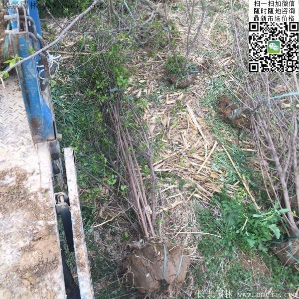臘梅樹 臘梅樹