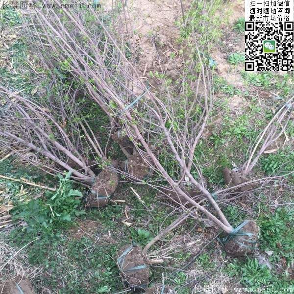 臘梅樹 臘梅樹