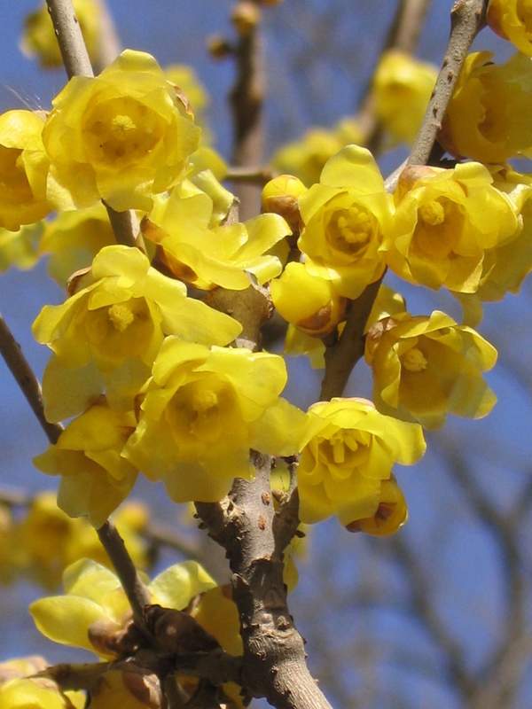 沭陽臘梅花 沭陽臘梅花