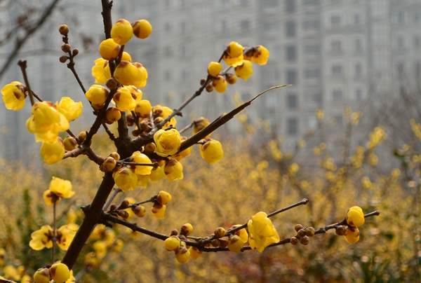 沭陽臘梅花 沭陽臘梅花