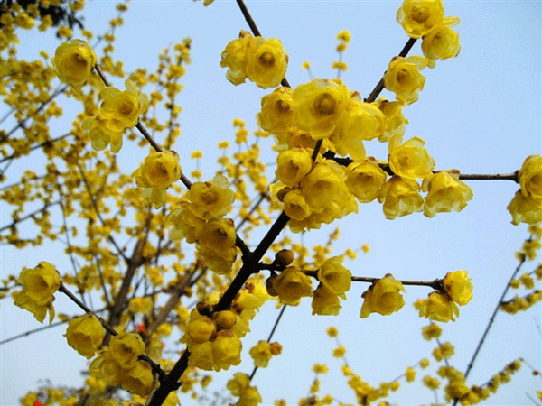 沭陽(yáng)的臘梅樹(shù) 沭陽(yáng)的臘梅樹(shù)