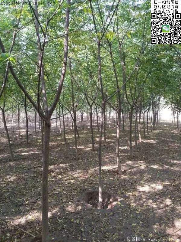 苦楝苗，苦楝樹