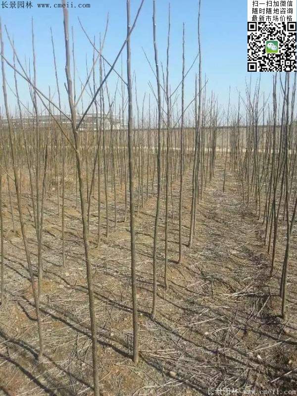 苦楝苗，苦楝樹