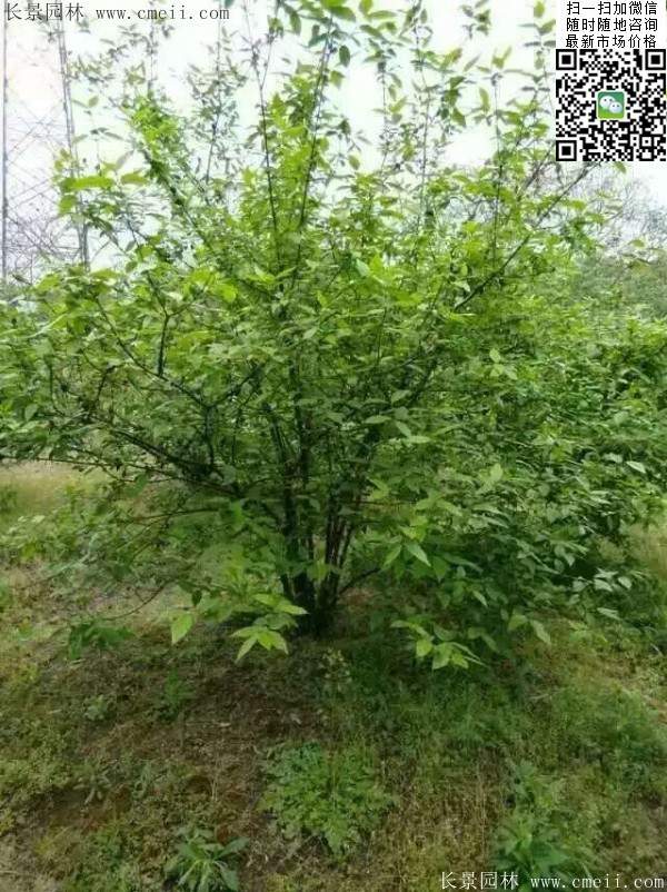 華東臘梅樹批發(fā) 華東臘梅樹批發(fā)