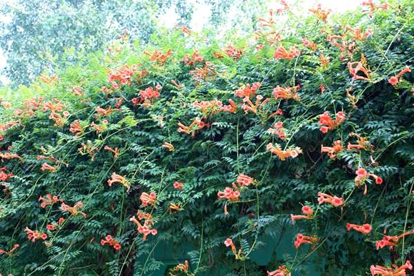 凌霄花行情