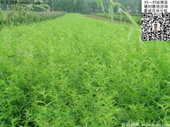 哪里有桃樹苗賣，偷偷告訴你一家又好又便宜的