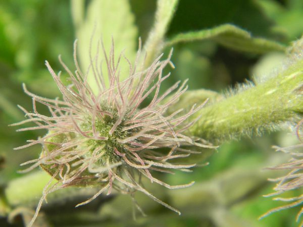 構(gòu)樹(shù)雌花