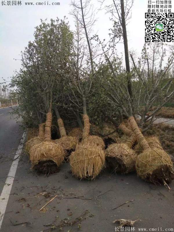 木瓜大樹(shù) 木瓜大樹(shù)