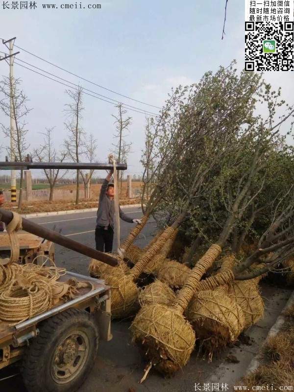 木瓜大樹(shù) 木瓜大樹(shù)