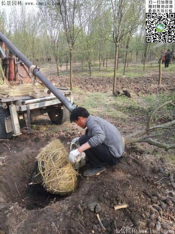 木瓜大樹(shù) 木瓜大樹(shù)