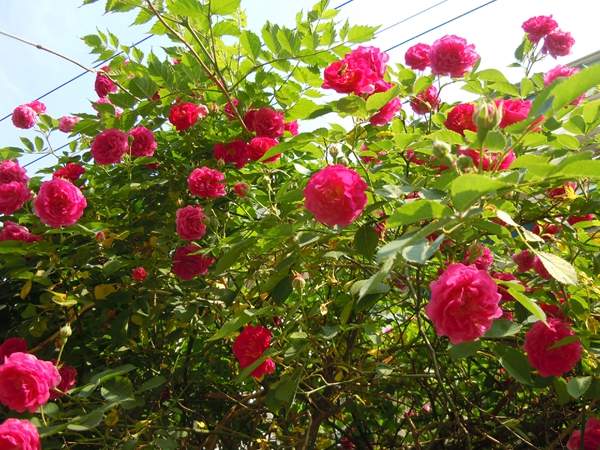 薔薇基地