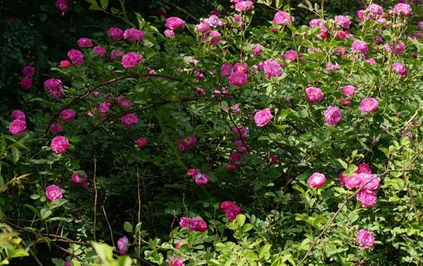 沭陽(yáng)薔薇 沭陽(yáng)薔薇