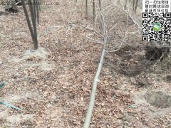 專家告訴你，為什么5公分櫸樹在園林界最暢銷