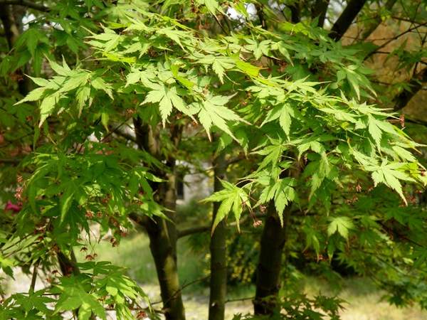 青楓樹(shù)苗 青楓樹(shù)苗