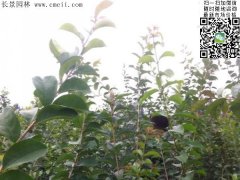 「內(nèi)部資料」行內(nèi)采購流蘇樹報價單曝光！