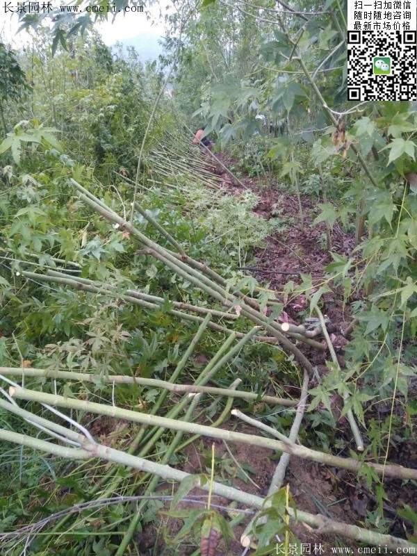 優(yōu)質青楓樹 優(yōu)質青楓樹