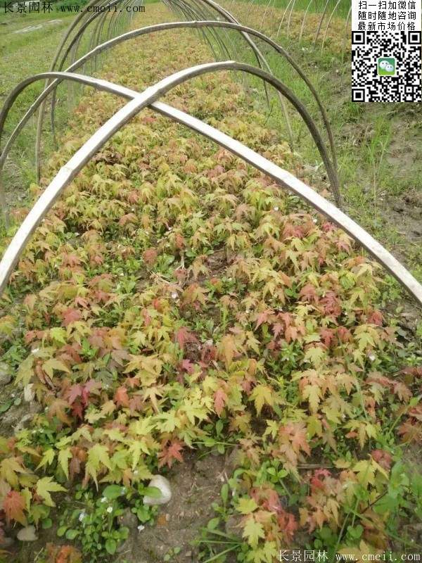 青楓樹價(jià)格 青楓樹價(jià)格