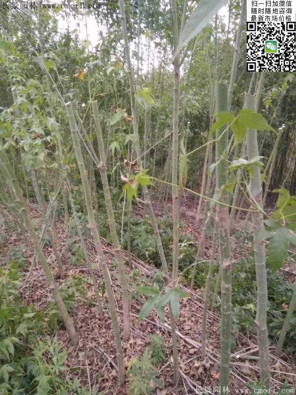 青楓樹價(jià)格 青楓樹價(jià)格