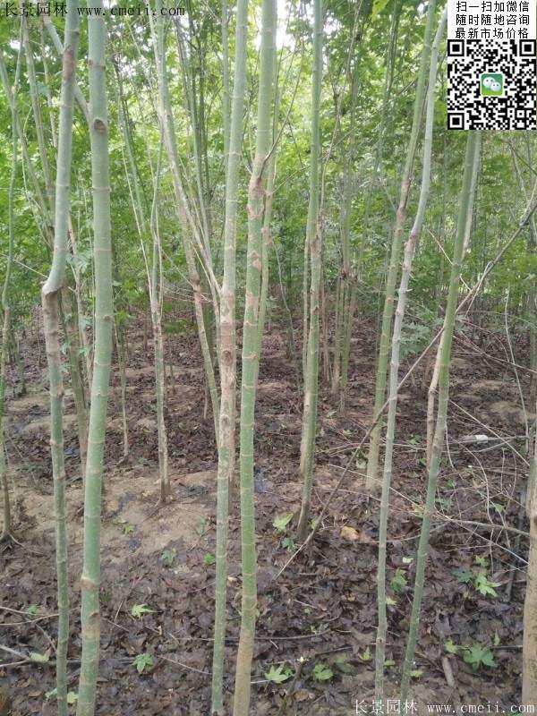 青楓樹價(jià)格 青楓樹價(jià)格