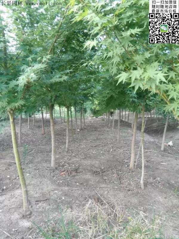 青楓樹價(jià)格 青楓樹價(jià)格