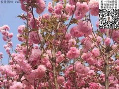 早櫻、晚櫻都是櫻，但你知道那款櫻花是最被看