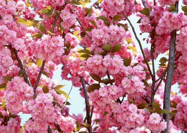 櫻花樹 櫻花樹