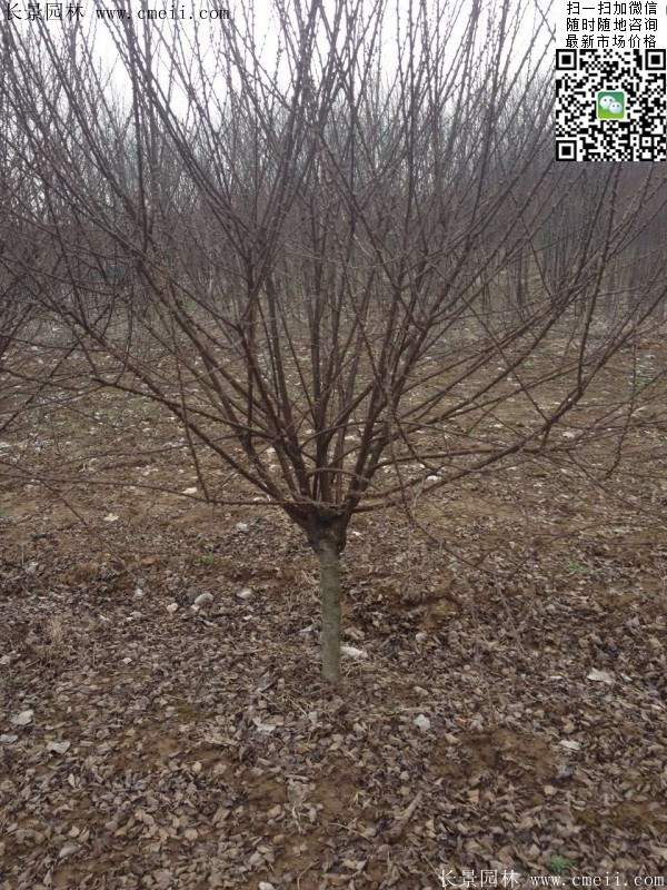 沭陽(yáng)榆葉梅 沭陽(yáng)榆葉梅