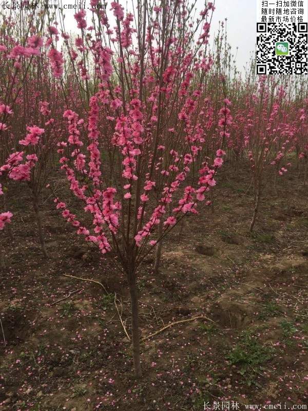 沭陽(yáng)榆葉梅 沭陽(yáng)榆葉梅