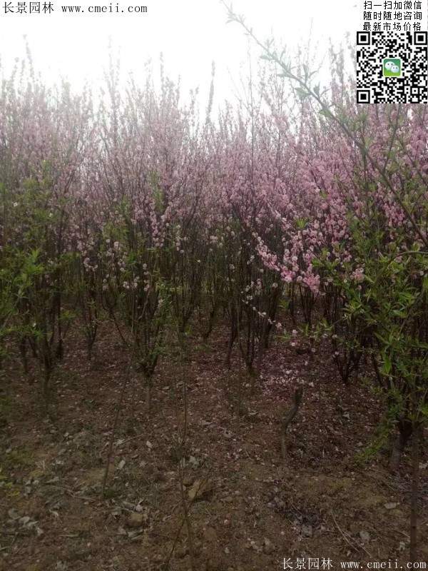沭陽(yáng)榆葉梅的價(jià)格 沭陽(yáng)榆葉梅的價(jià)格