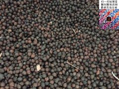 2020下半年最新欒樹籽多少錢一斤？