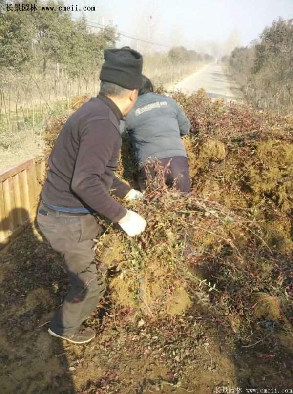 沭陽速生扶芳藤 沭陽速生扶芳藤