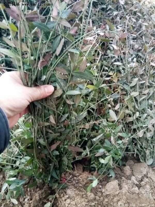 沭陽速生扶芳藤 沭陽速生扶芳藤