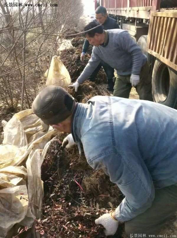 沭陽速生扶芳藤 沭陽速生扶芳藤