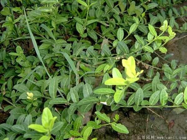 沭陽速生扶芳藤 沭陽速生扶芳藤