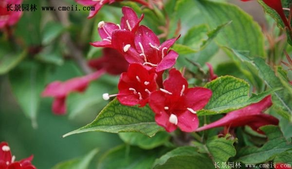 沭陽(yáng)紅王子錦帶 沭陽(yáng)紅王子錦帶