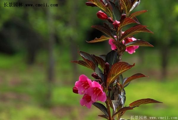 紅王子錦帶花 紅王子錦帶花