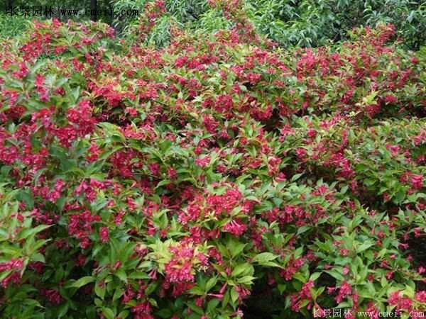 40-70公分高的紅王子錦帶花 40-70公分高的紅王子錦帶花