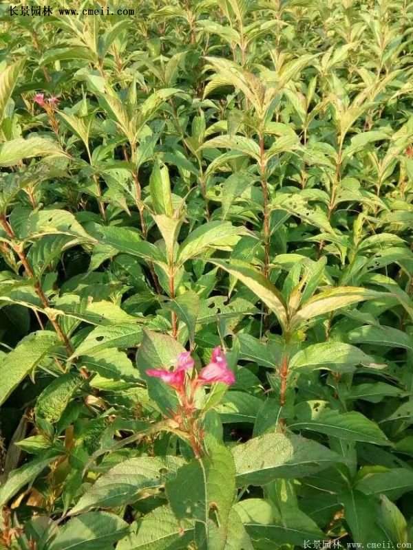 沭陽紅王子錦帶花基地 沭陽紅王子錦帶花基地